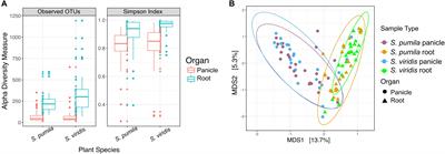 Roots and Panicles of the <mark class="highlighted">C4 Model</mark> Grasses Setaria viridis (L). and S. pumila Host Distinct Bacterial Assemblages With Core Taxa Conserved Across Host Genotypes and Sampling Sites